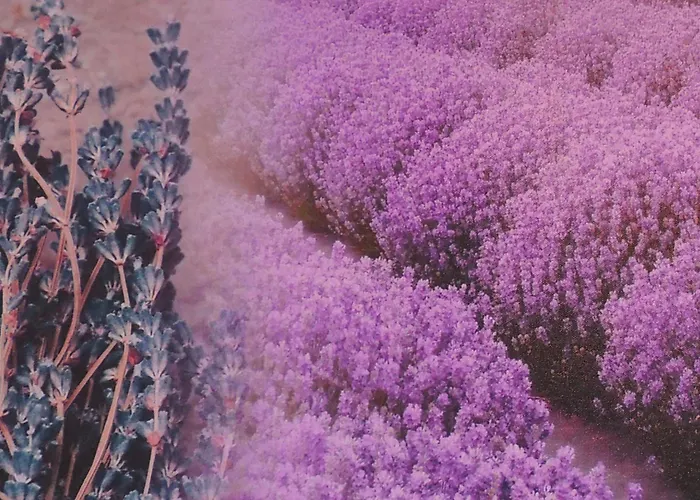 Bz Sunnahof Hotel Obersaxen